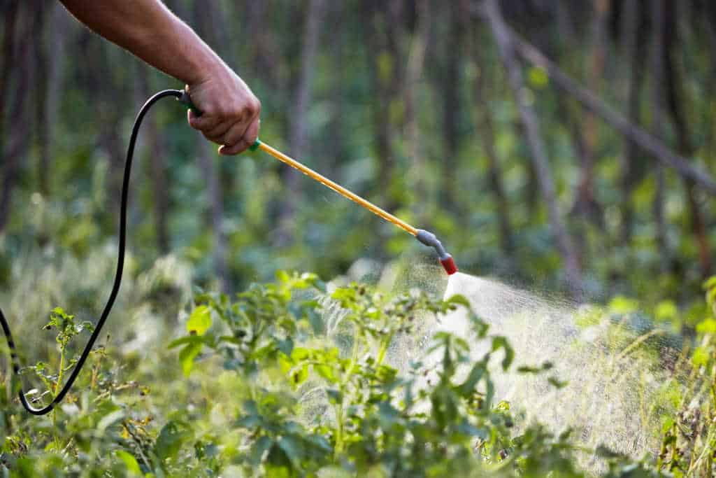 Safe Pest Control: Eco-Friendly Solutions for Allergies